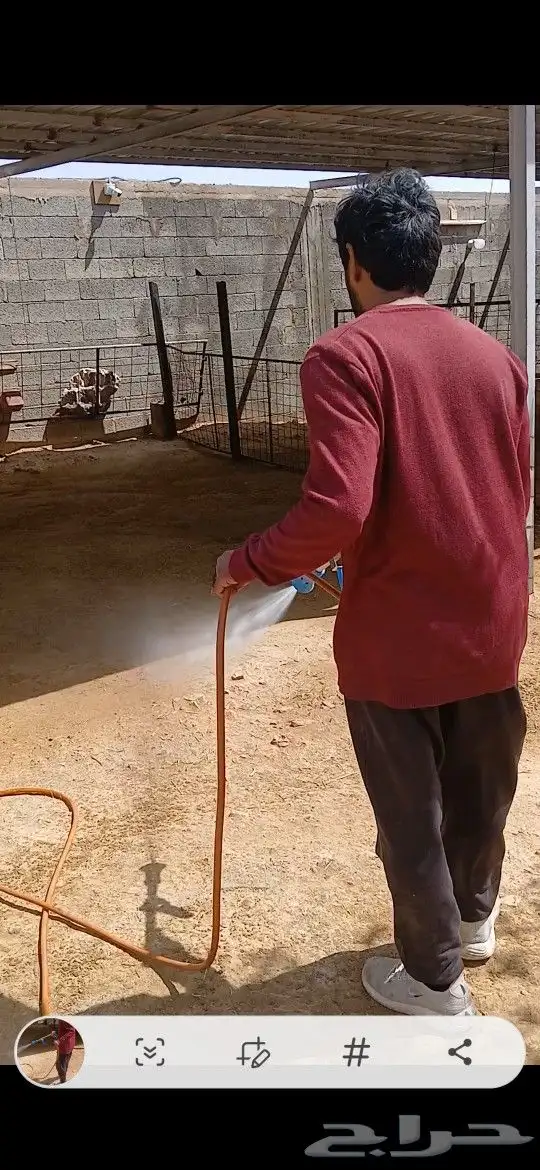 روش الغنم سوسا حشري فطري روش حوش غنم شبوق 0