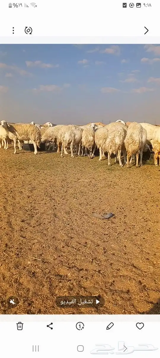 ضاو صنف 0