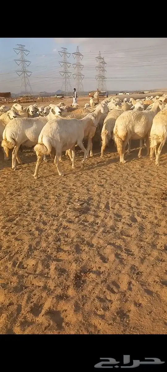 ضاو صنف 2