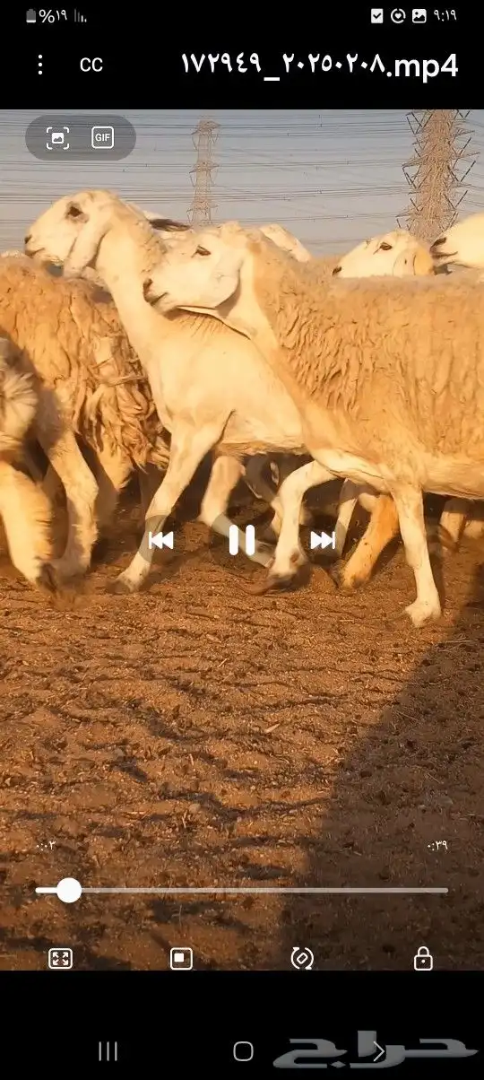ضاو صنف 3