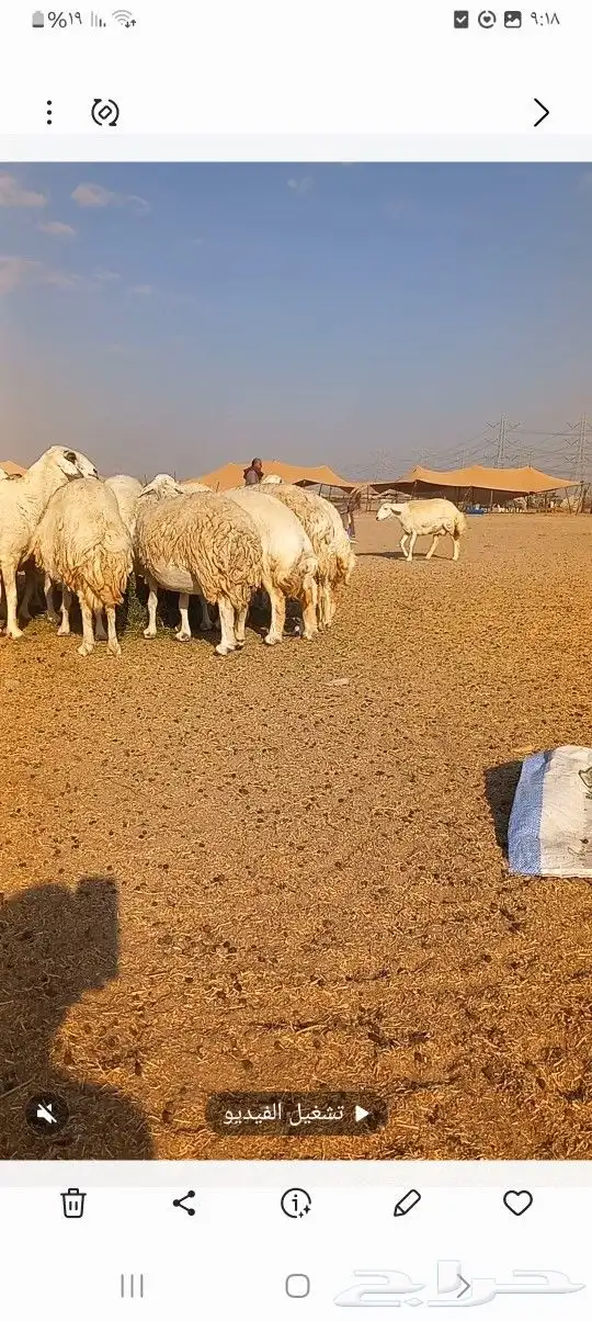 ضاو صنف 1