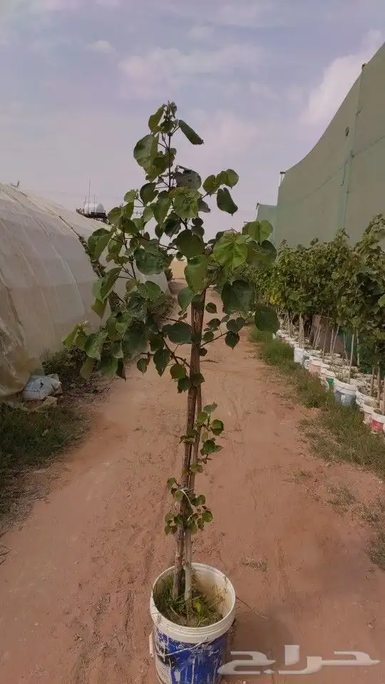 مشتل نسائم الربيع 22