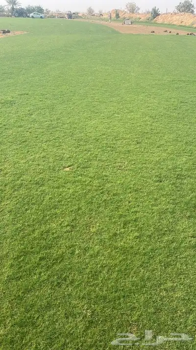 ثيل طبيعي نجيله طبيعي ثيلc200 0