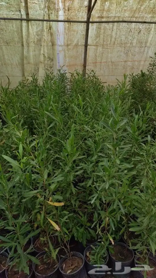 مشتل نسائم الربيع 30
