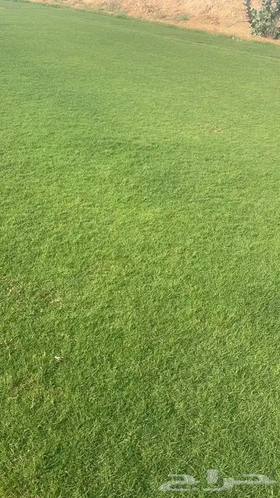 ثيل طبيعي نجيله طبيعي ثيلc200 1
