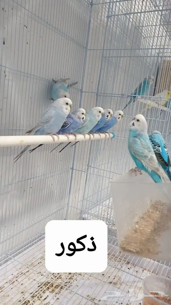 للبيع طيور حب .. تم البيع 0
