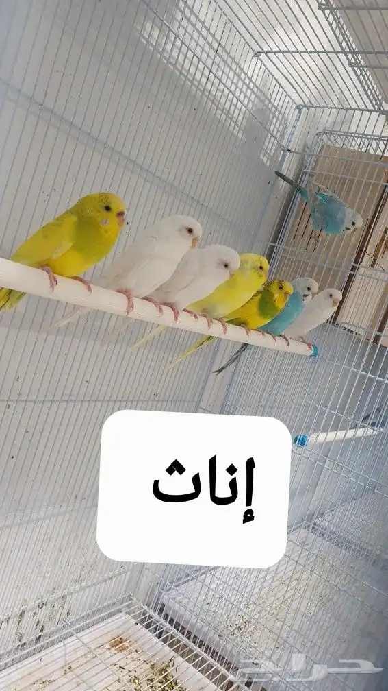 للبيع طيور حب .. تم البيع 1