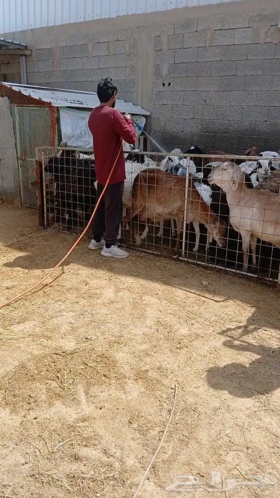 روش الغنم سوسا حشري فطري روش حوش غنم شبوق 5