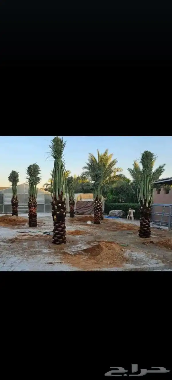 يوجد لدينا نخل للبيع بجميع انواعه ومقاساته 4