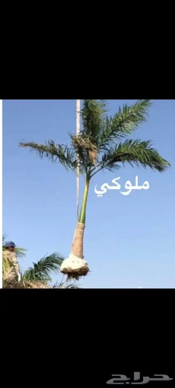 يوجد لدينا نخل للبيع بجميع انواعه ومقاساته 2