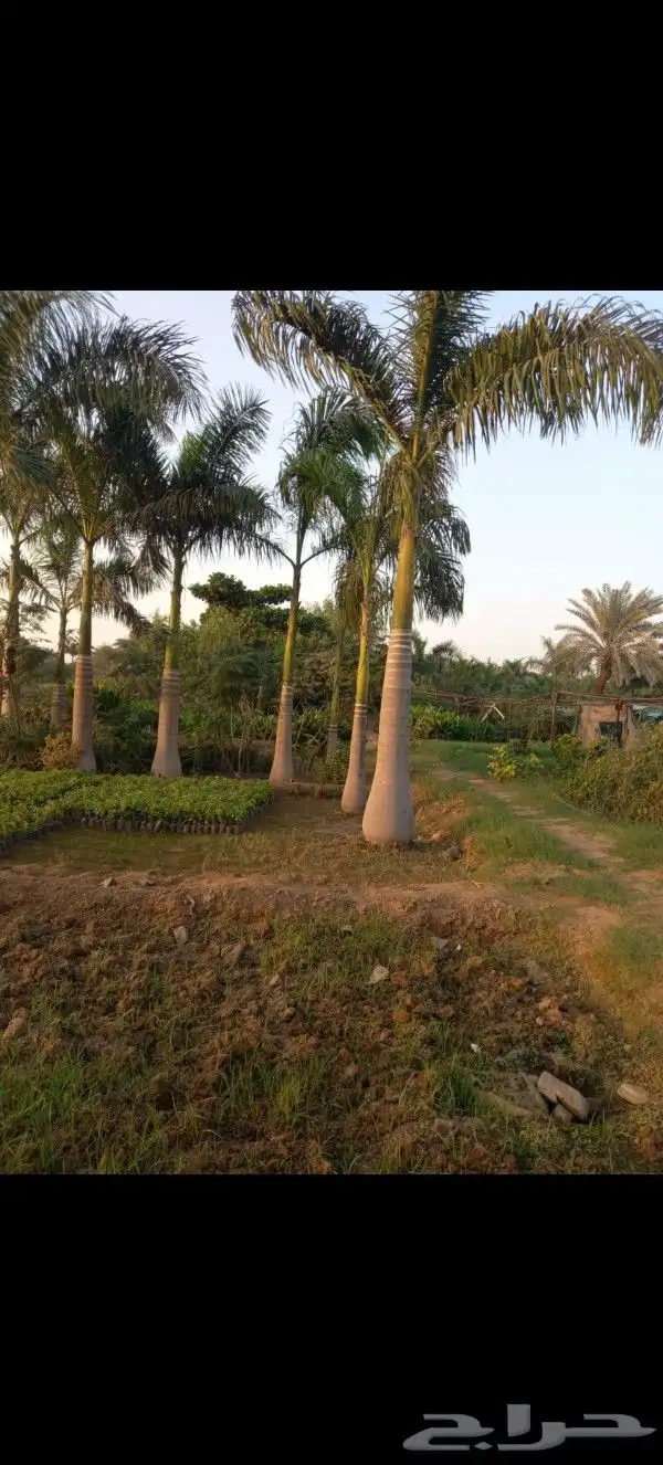 يوجد لدينا نخل للبيع بجميع انواعه ومقاساته 6