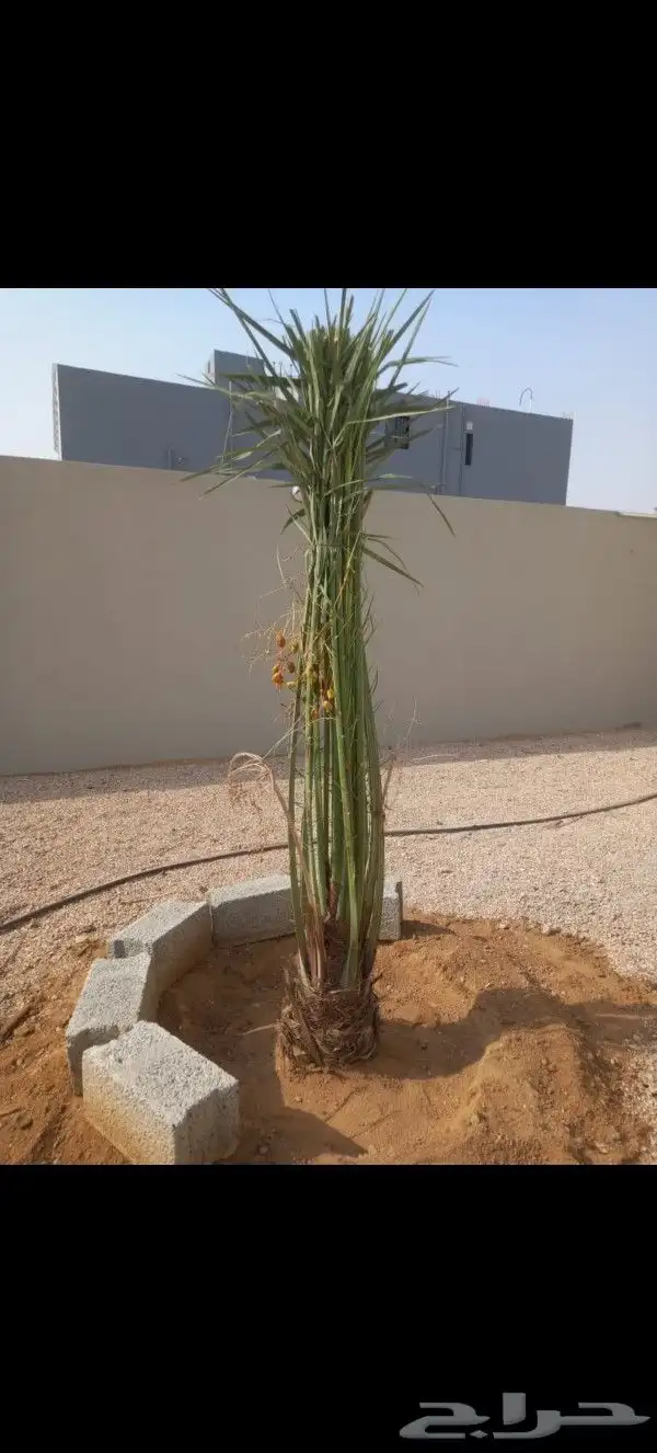 يوجد لدينا نخل للبيع بجميع انواعه ومقاساته 1