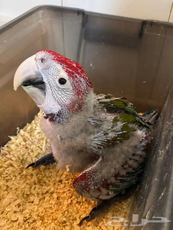 فرخ مكاو قرين وينق حجم عملاق انتاج محلي 0