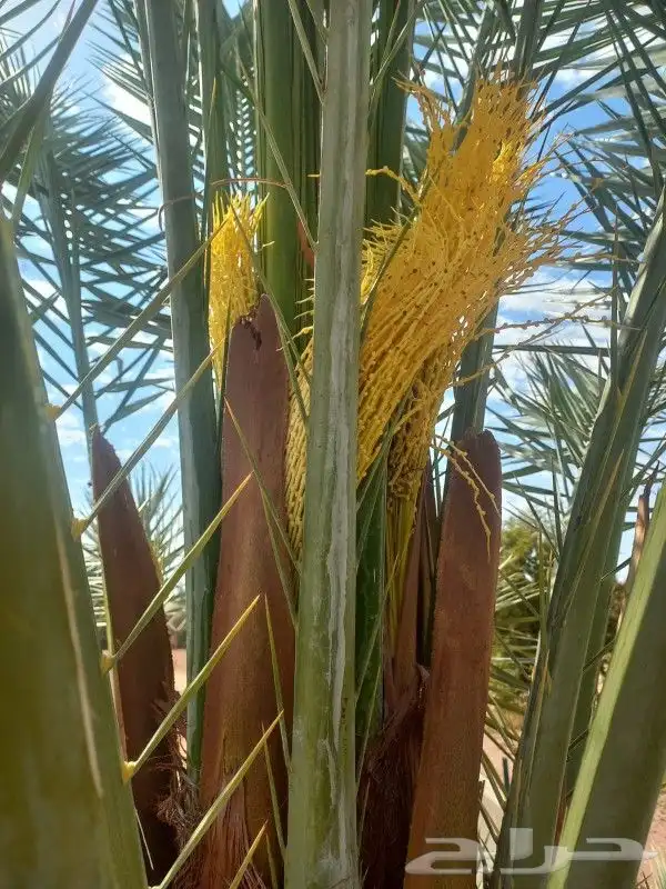 جميع انواع النخيل باطواله 8