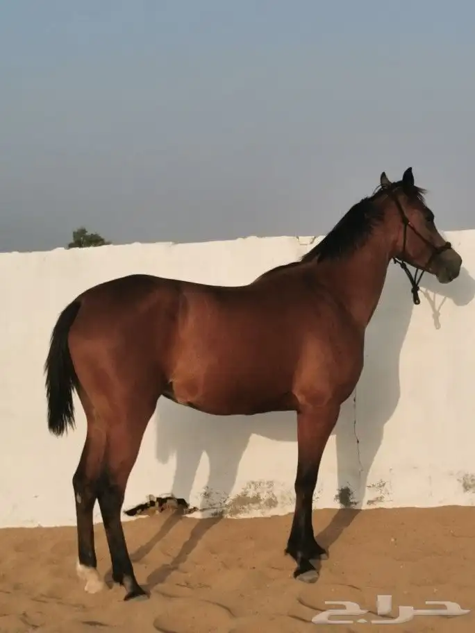 فرس شعبية شيخة 4
