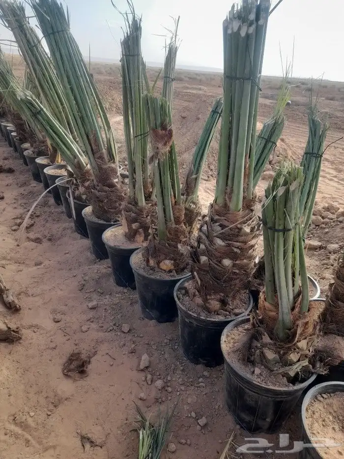 يوجد لدينا جميع النواع النخيل العربي الجثايث وفسايل 2