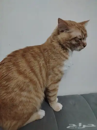 قط ذكر للتبني 2