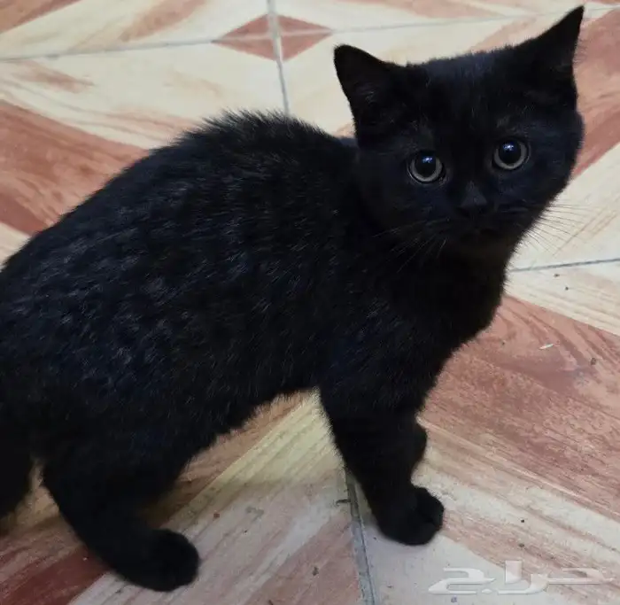 ذكر وانثى سكوتش فولد للبيع 3