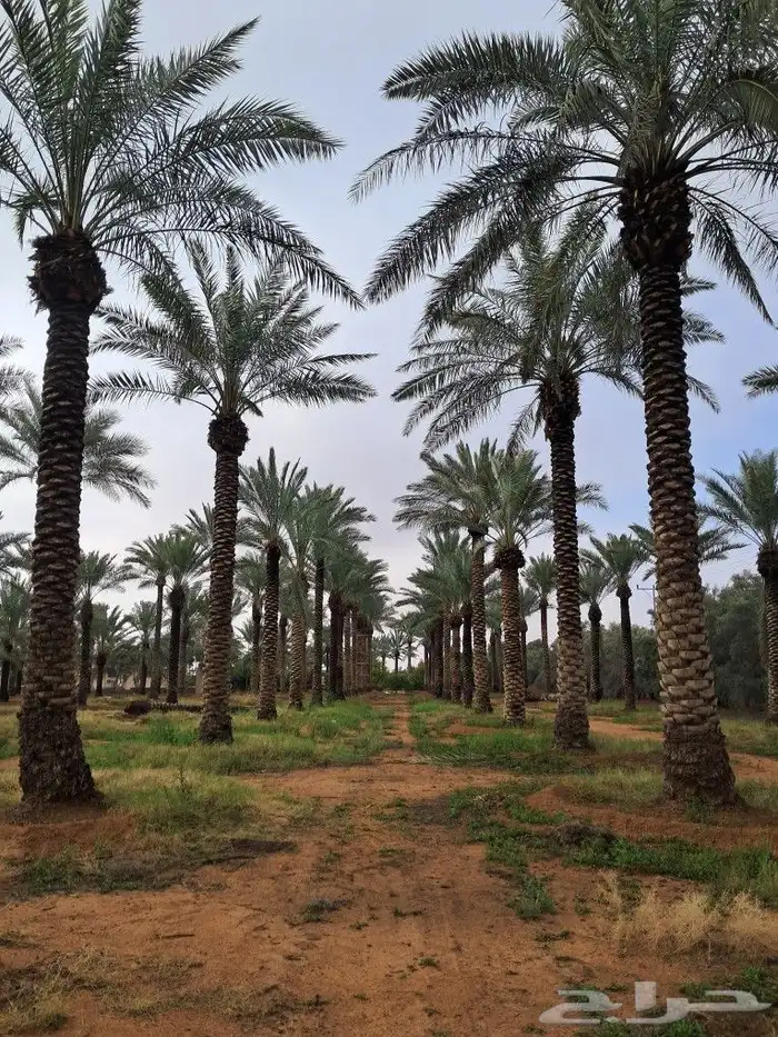 جميع انواع النخيل باطواله 5
