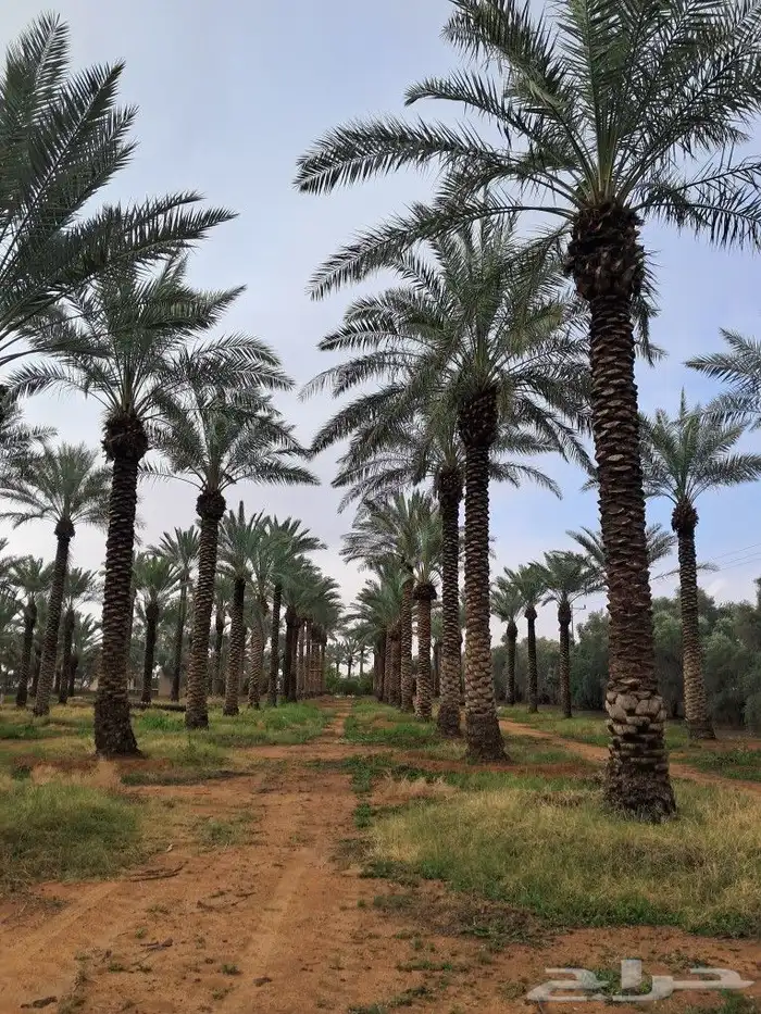 جميع انواع النخيل باطواله 3