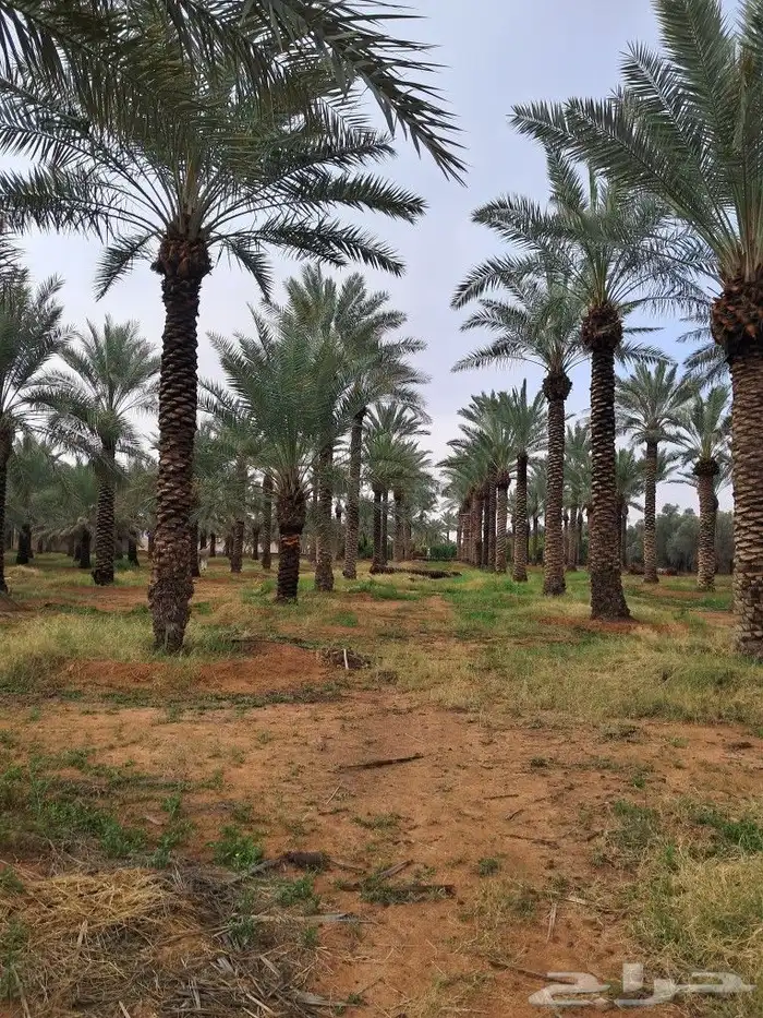 جميع انواع النخيل باطواله 6