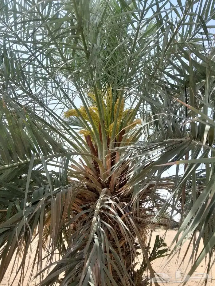 مقاول في توريد وزراعة النخيل وتوريد وتركيب الشبوك 0