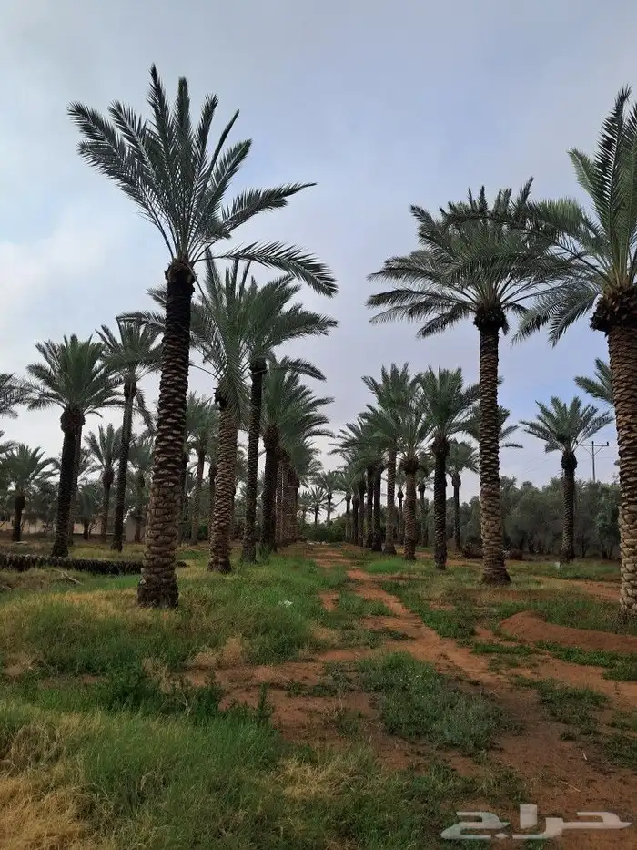 جميع انواع النخيل باطواله 2