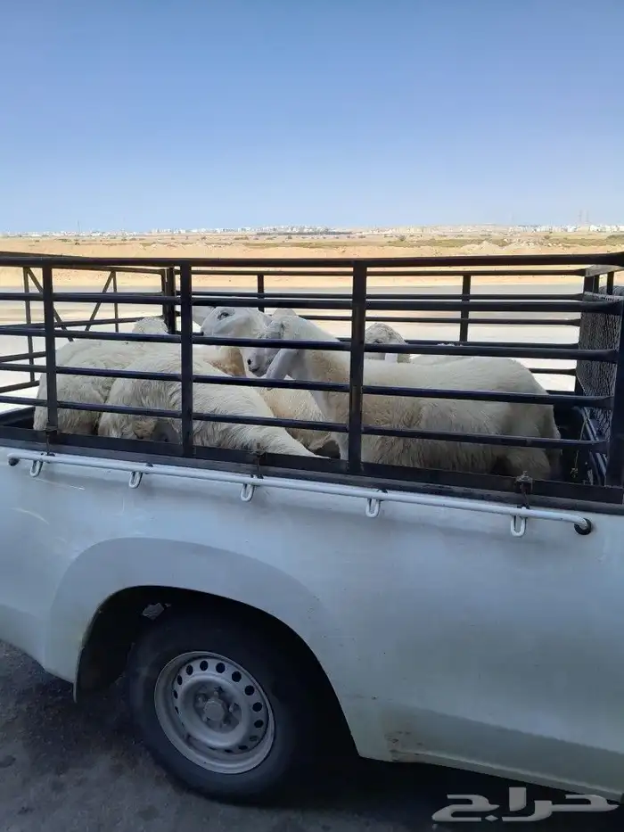 ونيت توصيل 0