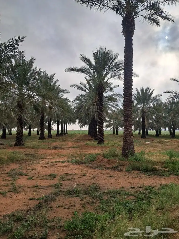 جميع انواع النخيل باطواله 1