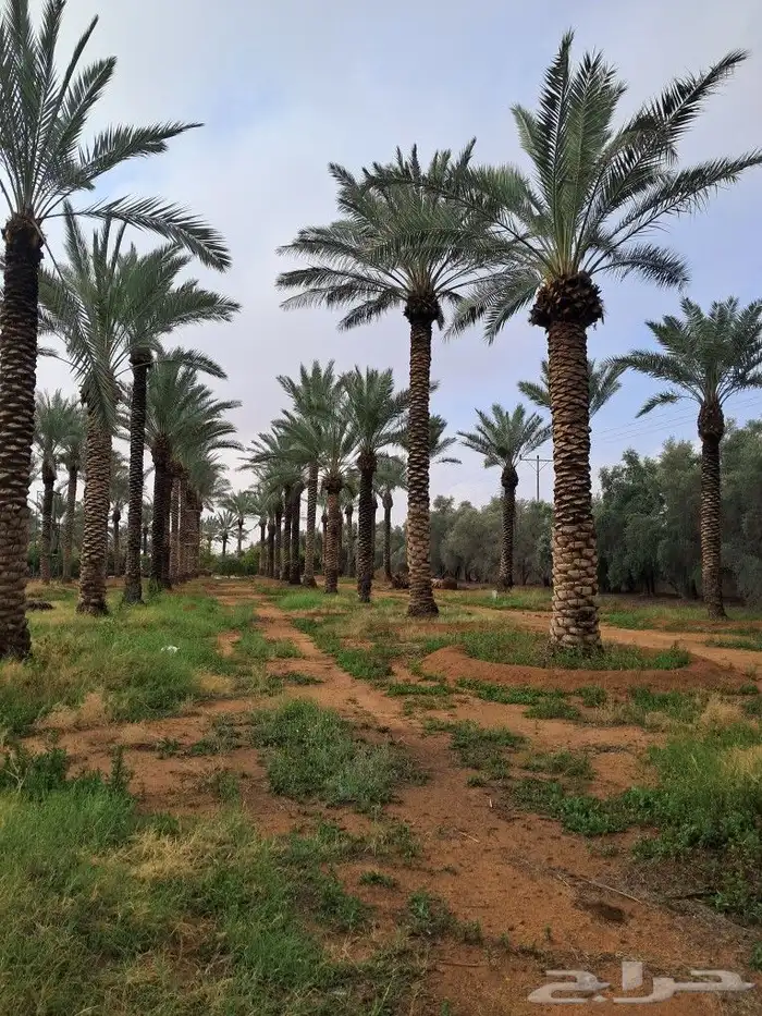 جميع انواع النخيل باطواله 0