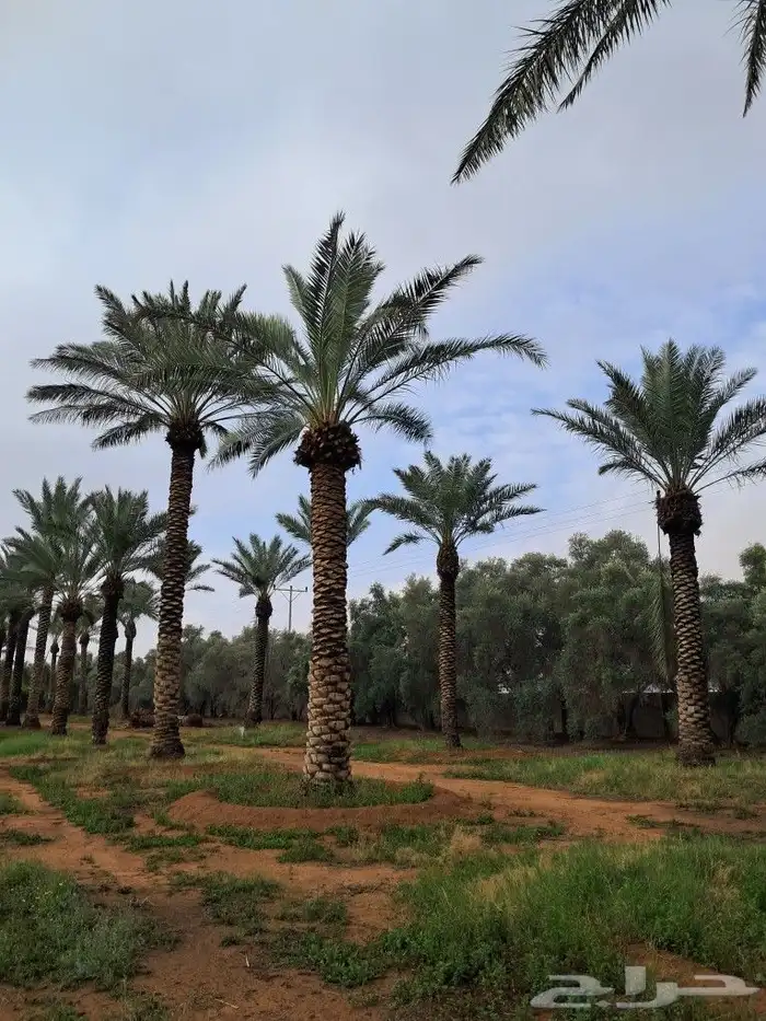 جميع انواع النخيل باطواله 4