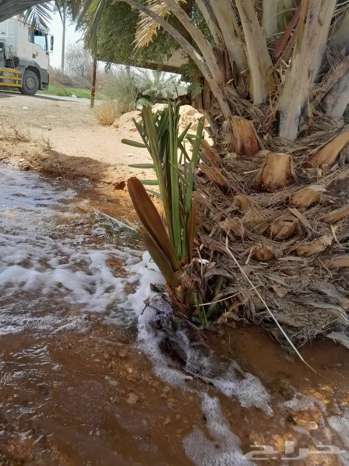 مقاول في توريد وزراعة النخيل وتوريد وتركيب الشبوك 1
