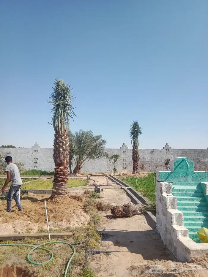 زراعه اشجار و نخيل عربي واشنطني واعمال الشبوك وتوريدها وز 0
