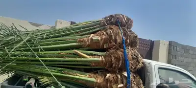نخل طيب ثمره فيه متواجد في مكه والطائف جده اسعار مناسبه للجم 4