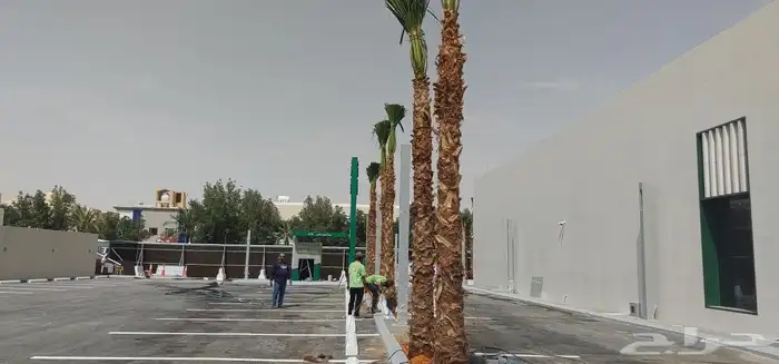 اشجار زيتون معمر قزم اسباني نخل زينة واشنطني عربي نخيل 3