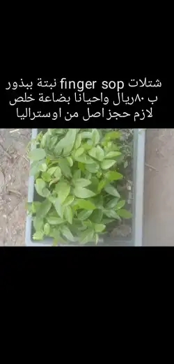 شتلات قشطة montana  40 صورة للطلب 16