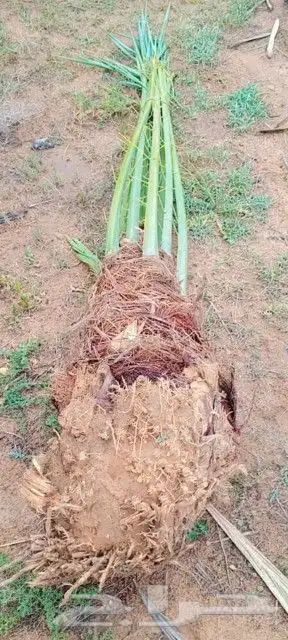 نخل طيب ثمره فيه متواجد في مكه والطائف جده اسعار مناسبه للجم 6