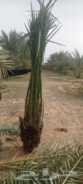 نخل طيب ثمره فيه متواجد في مكه والطائف جده اسعار مناسبه للجم 7