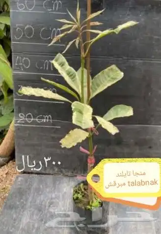 شتلات قشطة montana  40 صورة للطلب 35