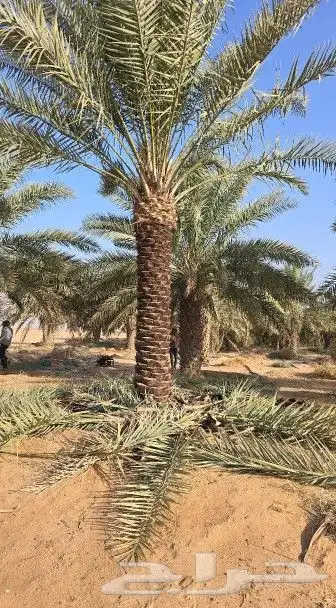 توريد وتركيب جميع أنواع النخيل 4