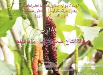 شتلات قشطة montana  40 صورة للطلب 12
