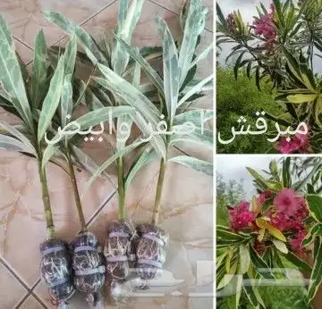 شتلات قشطة montana  40 صورة للطلب 31