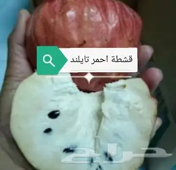 شتلات قشطة montana  40 صورة للطلب 37