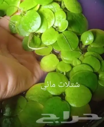 شتلات قشطة montana  40 صورة للطلب 42