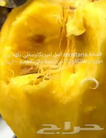 شتلات قشطة montana  40 صورة للطلب 2