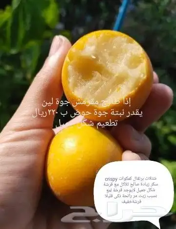 شتلات قشطة montana  40 صورة للطلب 21