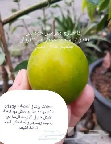 شتلات قشطة montana  40 صورة للطلب 23