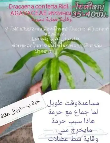 شتلات قشطة montana  40 صورة للطلب 26