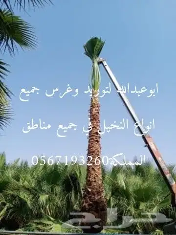 توريد وتركيب جميع أنواع النخيل 8