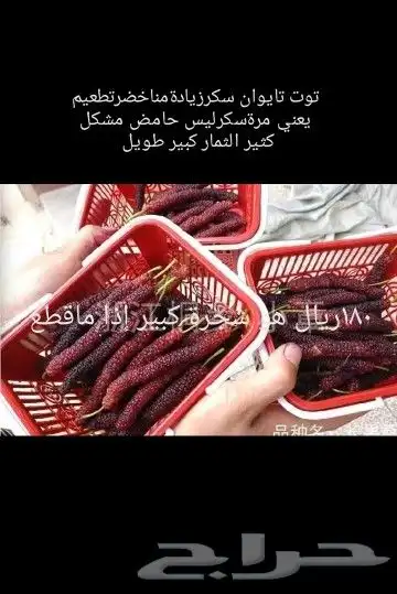 شتلات قشطة montana  40 صورة للطلب 11